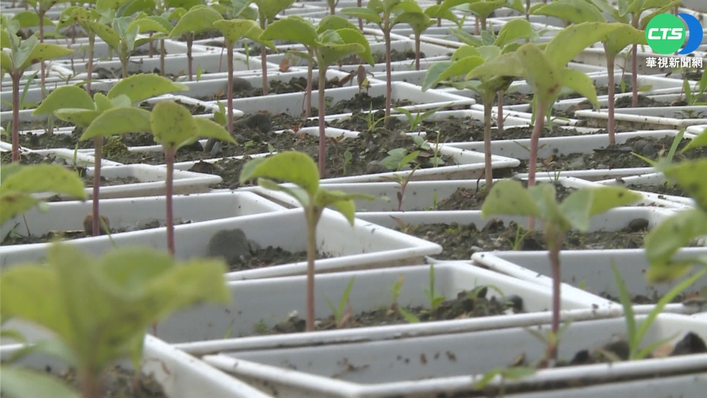 把愛傳出去... 台東分送金城武樹小幼苗