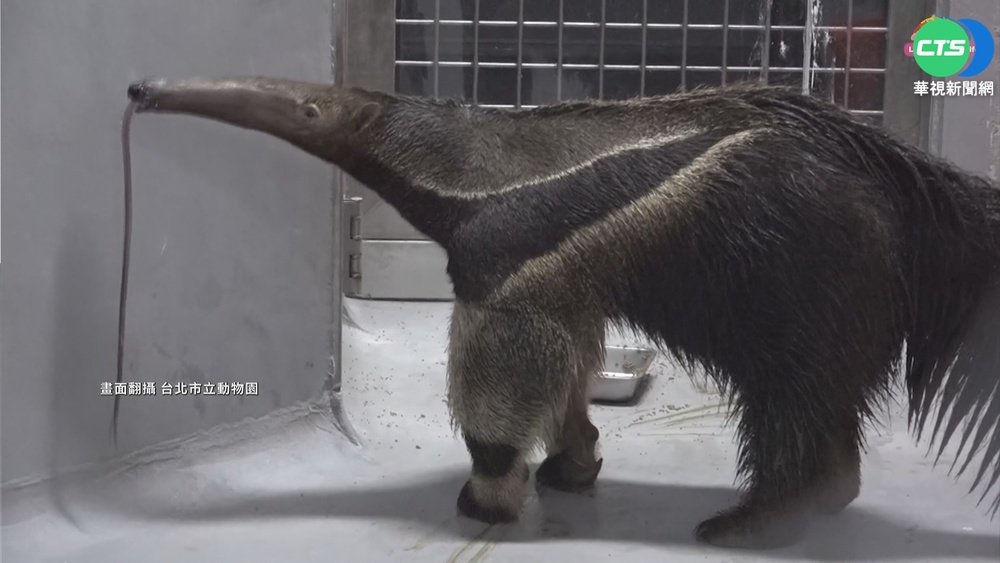日大食蟻獸"三平"來了 盼"口袋莎"脫單