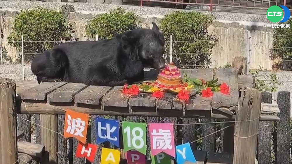 黑熊兄弟過生日 壽山動物園特製蛋糕慶生!