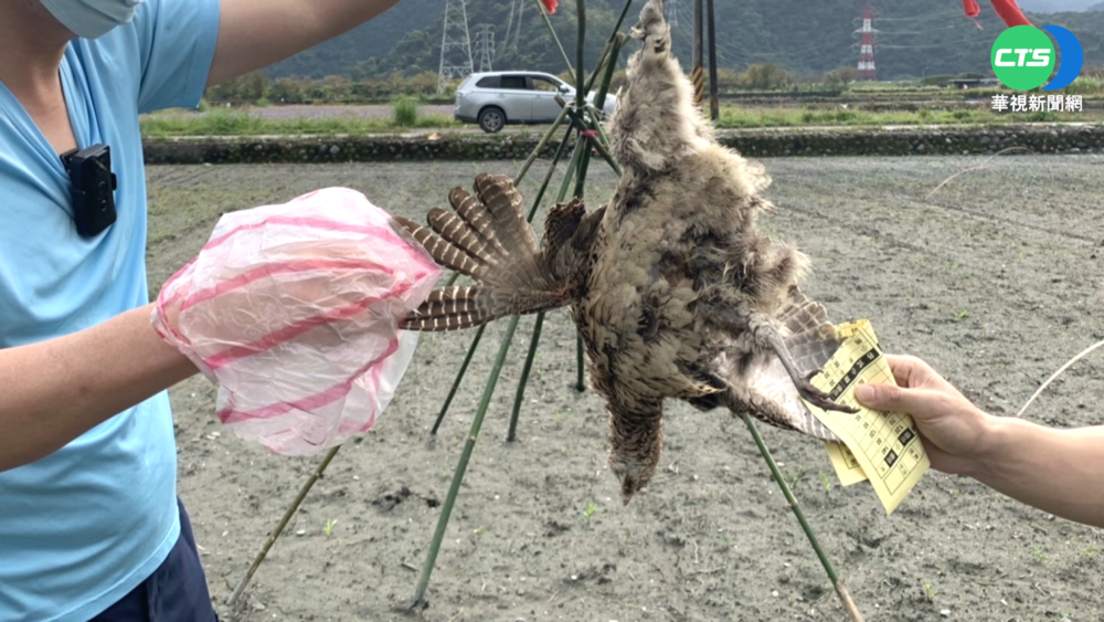 農夫為保玉米田 捕殺保育類環頸雉"祭旗"
