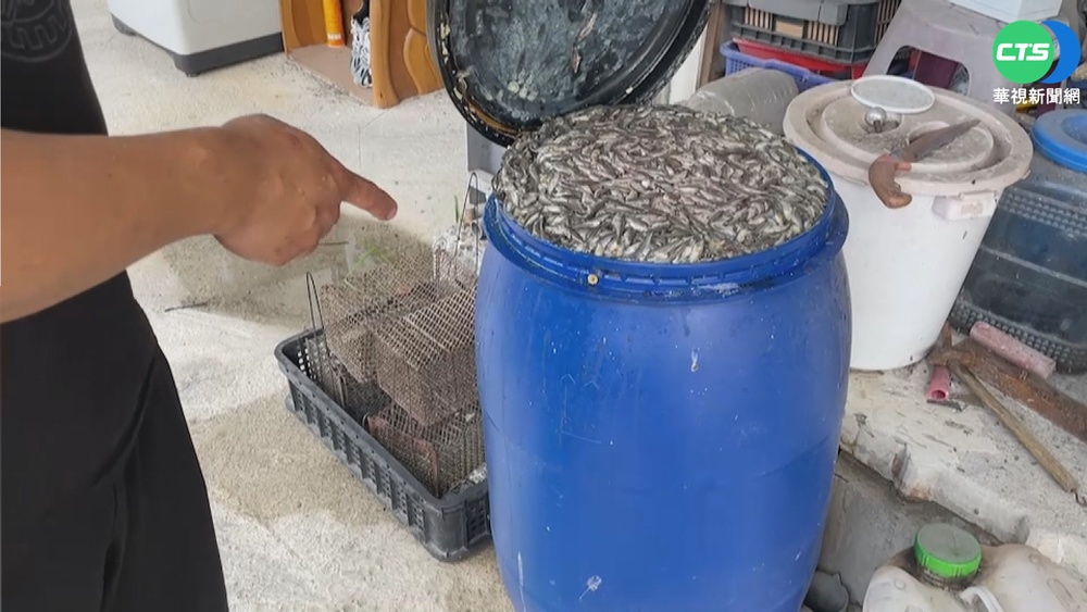 303大停電 屏鱸魚養殖業魚苗損失逾9成!