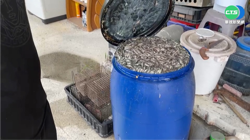 大停電養殖業損失50萬! 逾20萬魚苗死光