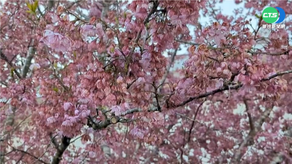 福壽山"急凍"! 櫻花變落櫻 金盞菊披白霜