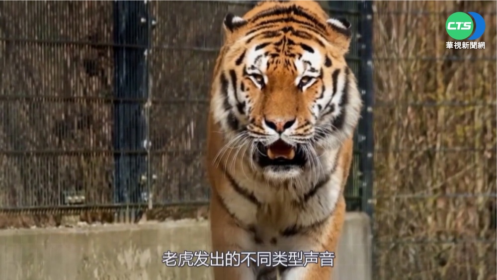 全台唯一! 獅虎阿彪邁入中年靠減重續命