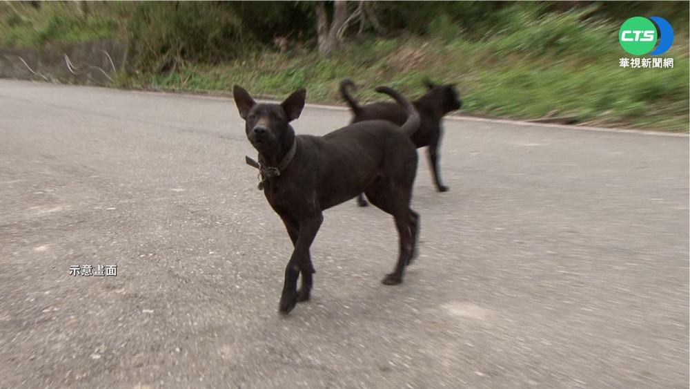 女遭野狗追咬 動保處竟要她"指認兇手"