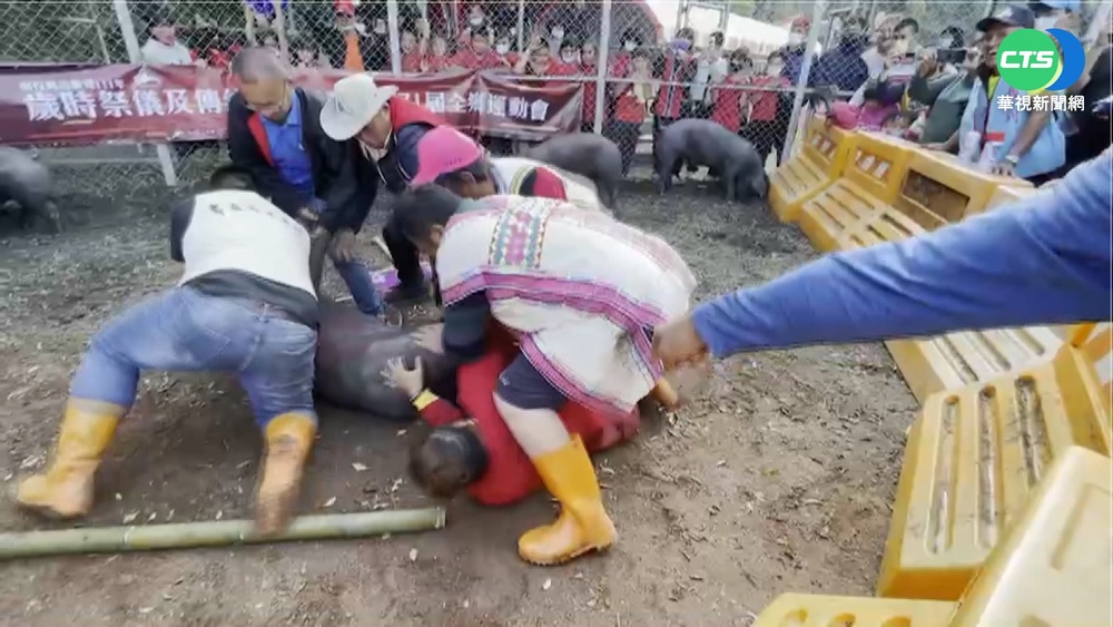 信義鄉抓山豬大賽 布農族勇士爭榮耀