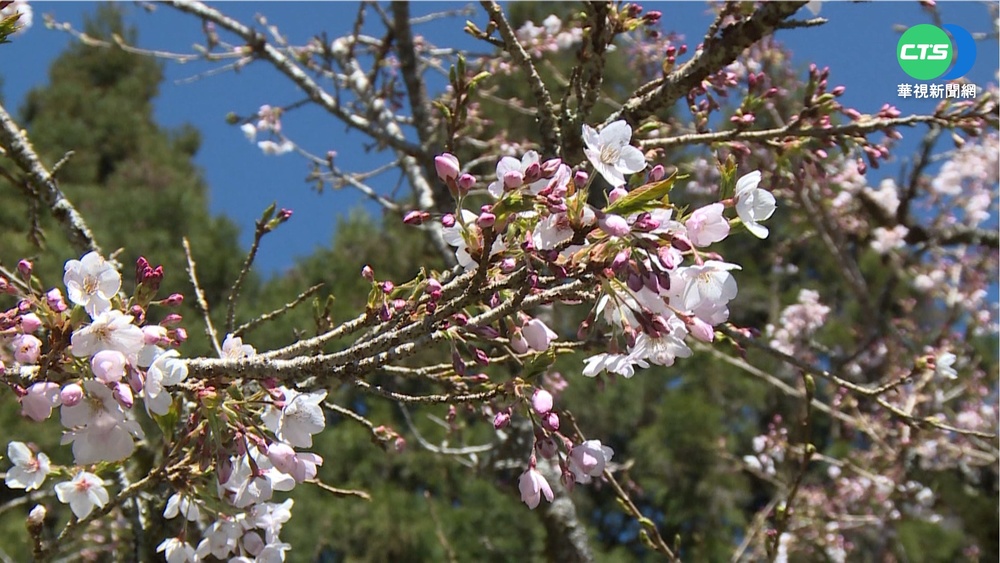 阿里山櫻花季開跑 吉野櫻"櫻王"花開3成!