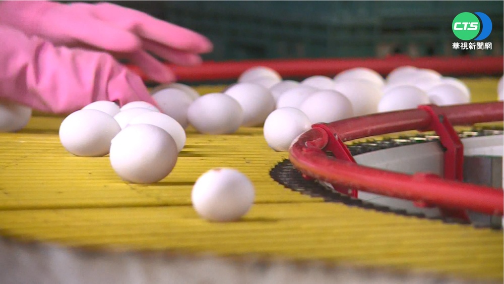 雞飼料再漲0.5元...蛋農喊苦要政府幫忙