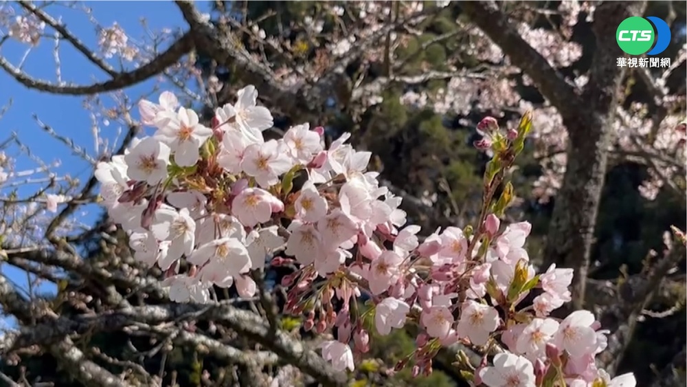 阿里山櫻花季開跑! 遊客趁週末上山賞花