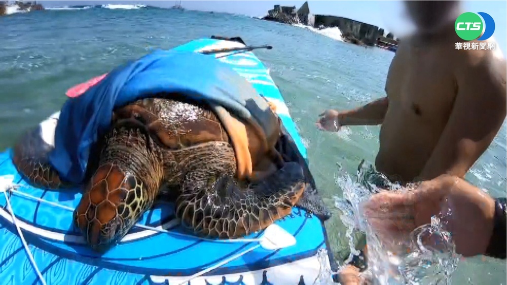 海龜疑遭螺旋槳打傷 遊客.業者聯手救援