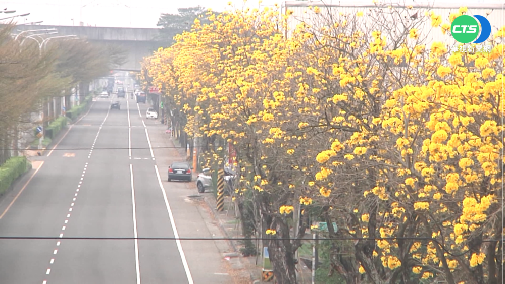 點亮"黃金大道" 黃花風鈴木絕美盛開