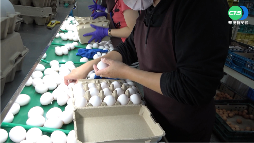 明起取消蛋農補助! 農委會:每台斤漲2元