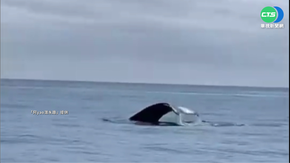 萬里桐外海驚見大翅鯨 遊客興奮狂拍