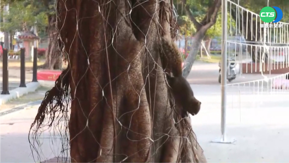 動物害停電? 專家:台電應優化電線設備