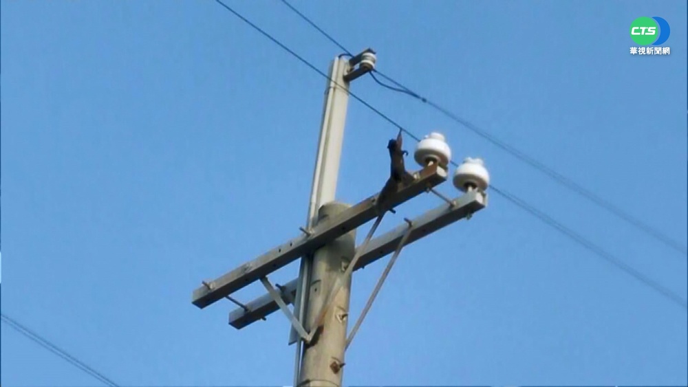 停電怪動物入侵? 專家:優化電力設備才治本