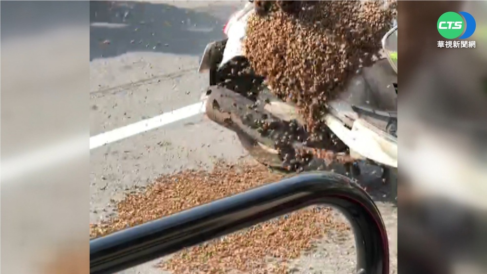 苦追蜂后! 萬隻蜜蜂"占領機車"嚇壞人