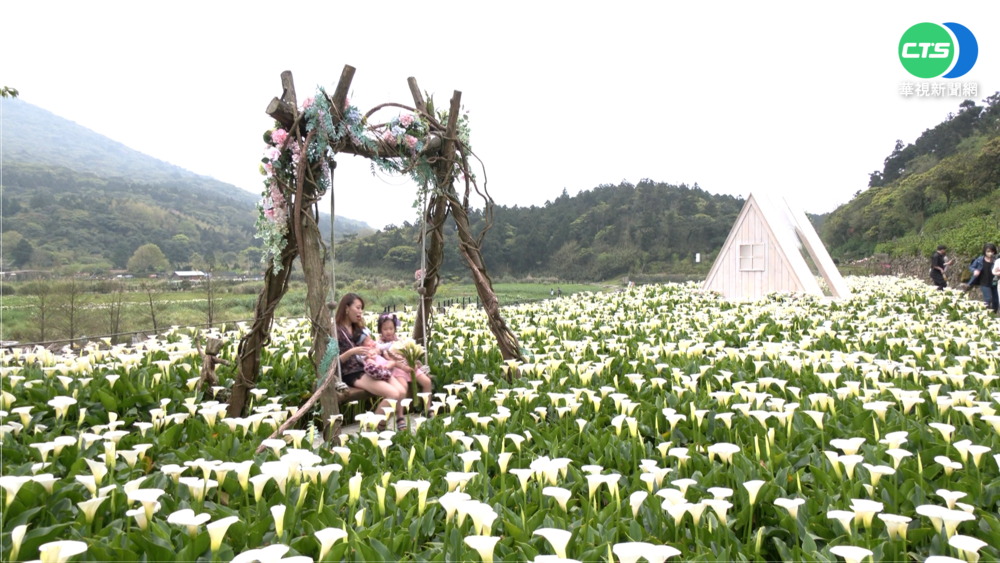 陽明山海芋季將開跑! 浪漫花海吸客增2成