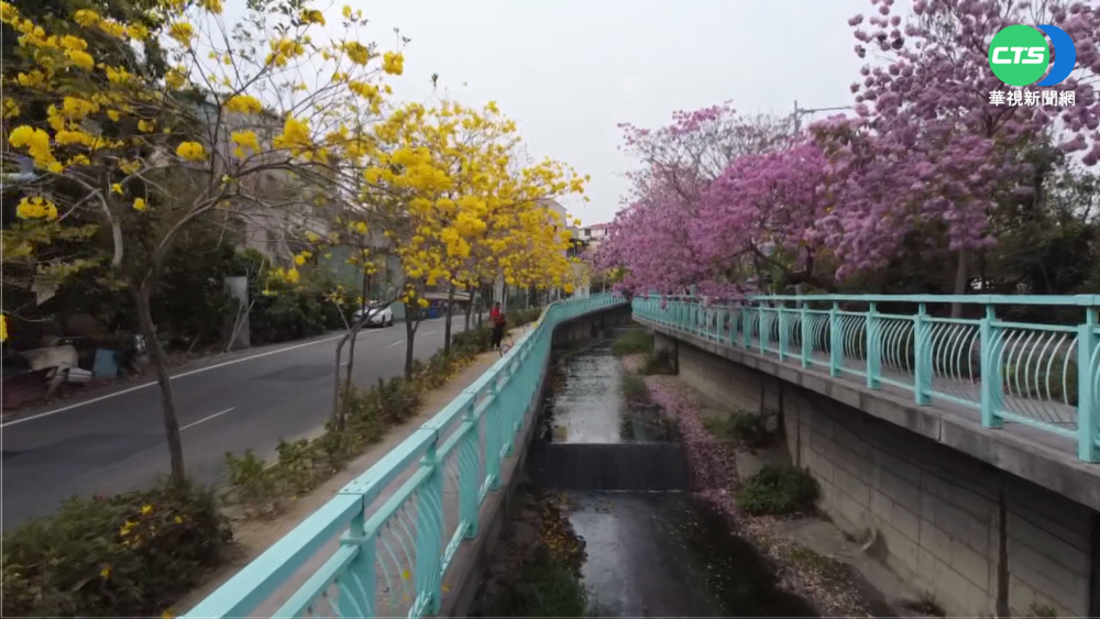 風鈴木樹幹病變 "陰陽樹"奇景吸目光