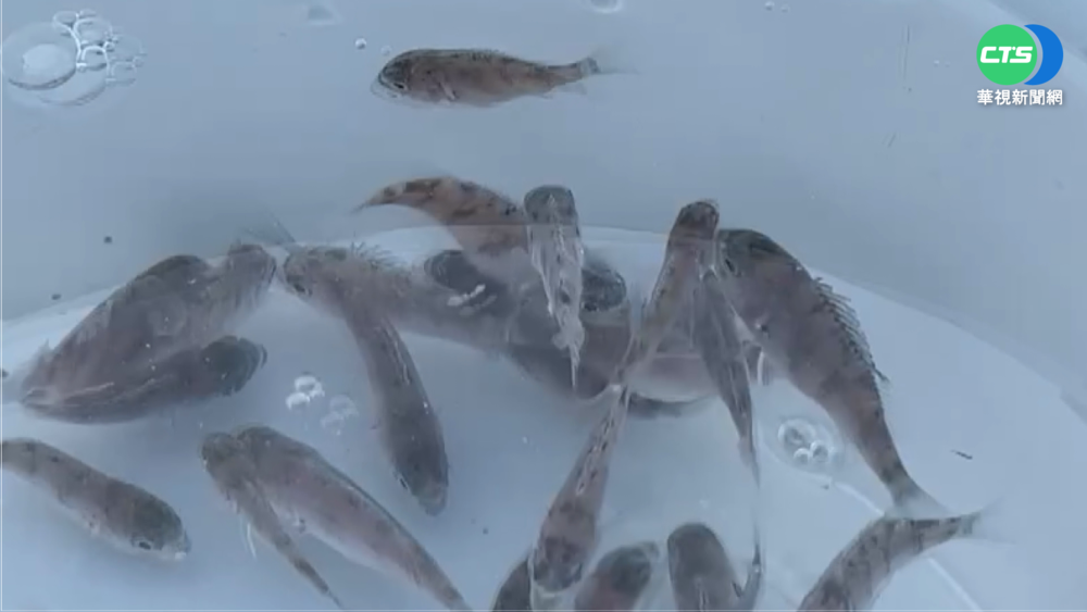 澎湖放流萬尾嘉鱲魚 助海洋保育發展