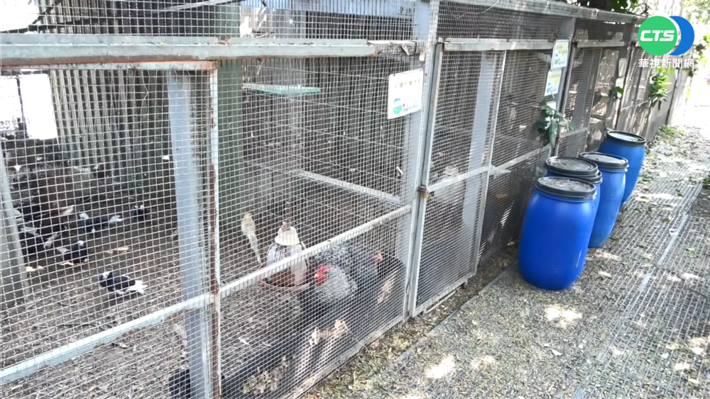 動展法嚴管!農場雞不能看 遊客怒刷負評