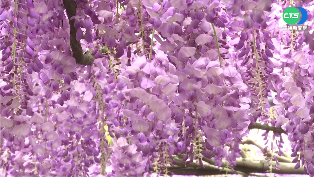 浪漫"紫爆"秀! 淡水紫藤花絕美大綻放