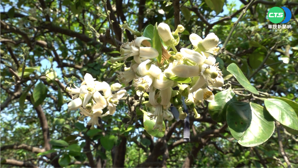 "麻豆柚花藝術節"登場 "打開"聞見柚香!