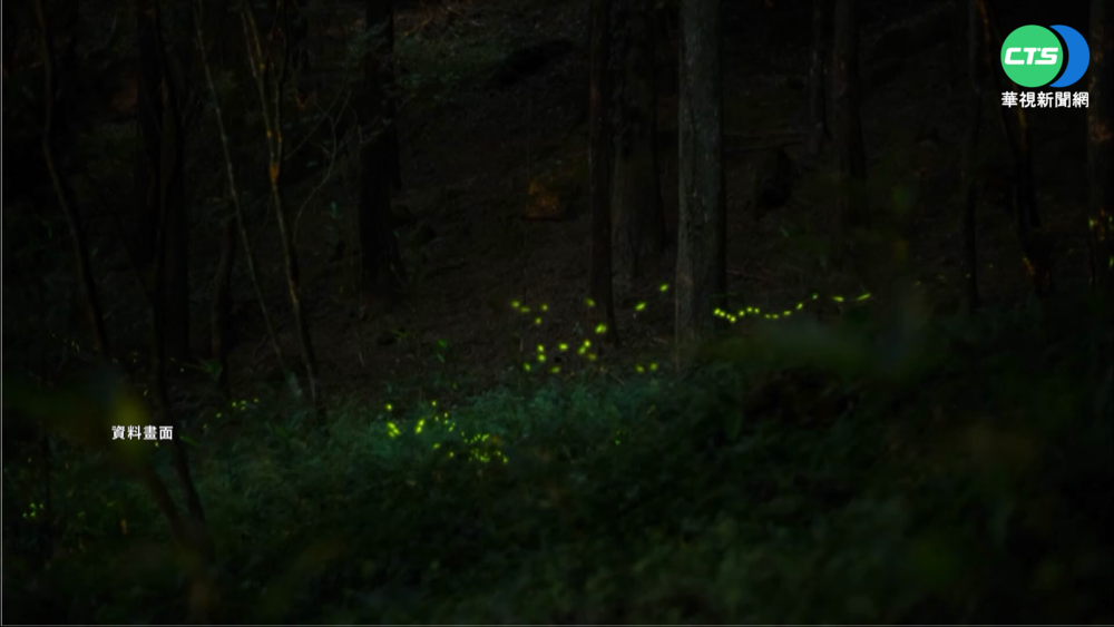 螢火蟲季4月登場! 30萬隻"黑翅螢"照亮東勢