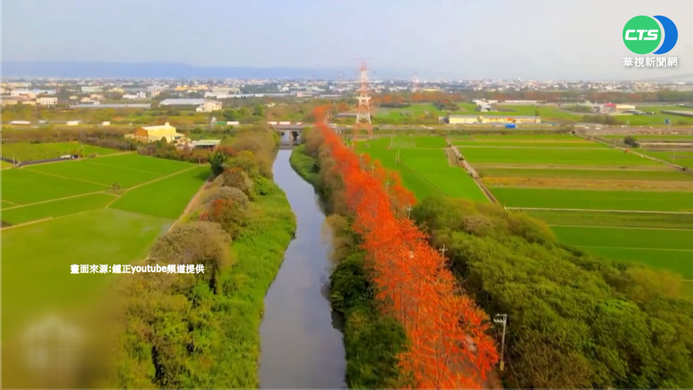 全台最長紅色隧道 東螺溪封街賞木棉花