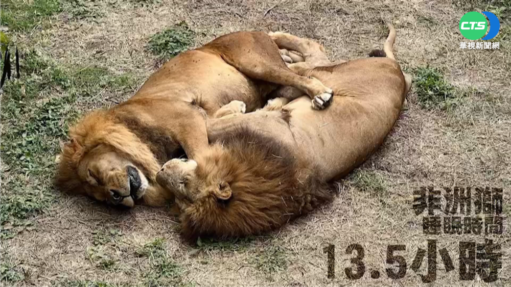 壽山動物園睡覺大賽 蟒蛇23小時無人能敵!