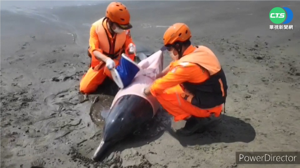 保育類海豚擱淺七股沙洲 搶救後重返大海