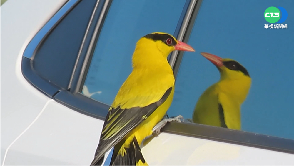 保育鳥黃鸝驚喜現身 誤認車窗反光是母鳥