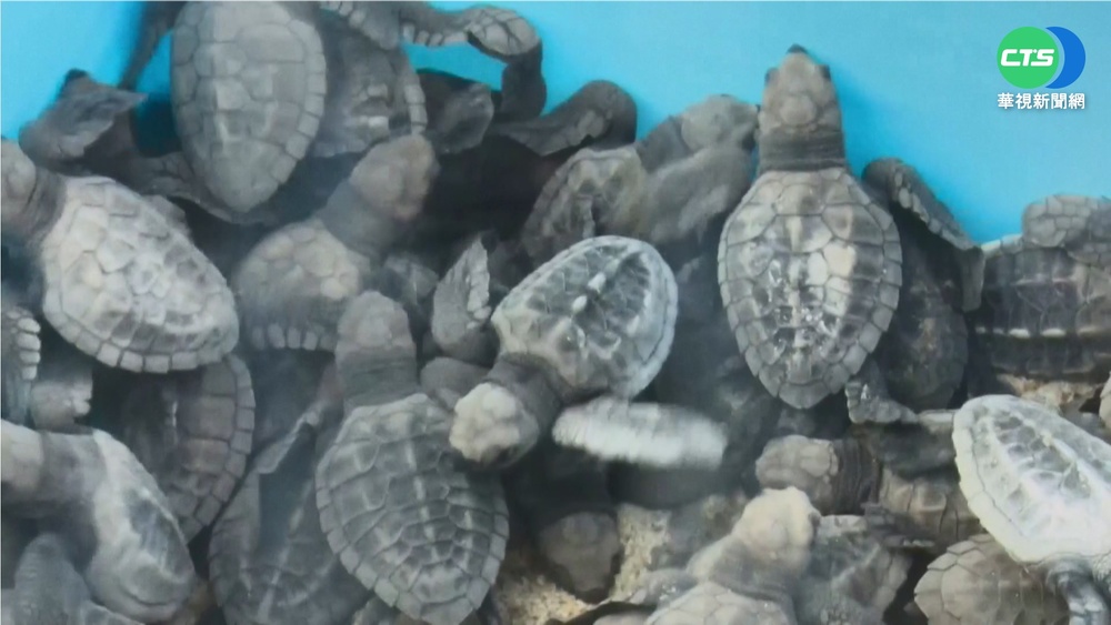 生態意識抬頭! 印學童野放150隻小海龜