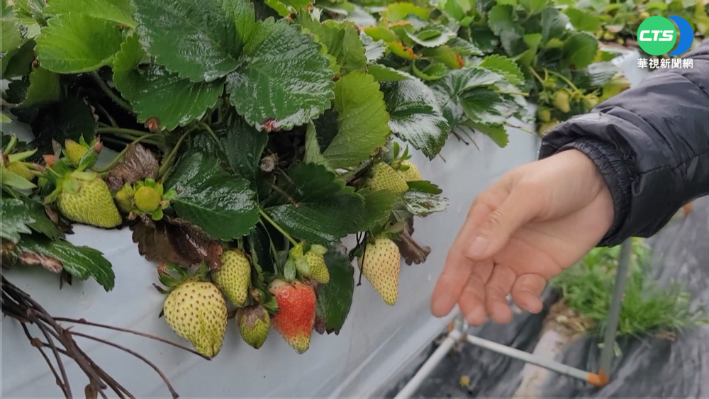 連續降雨草莓水傷 果農摸黑採收遇強震