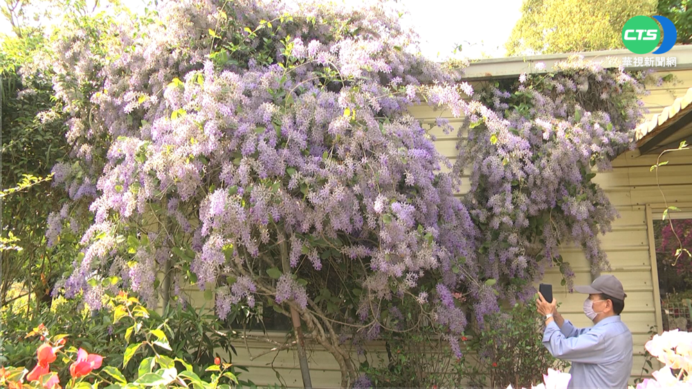 "錫葉藤"大爆發滿開 玉井雙秀園"紫爆"