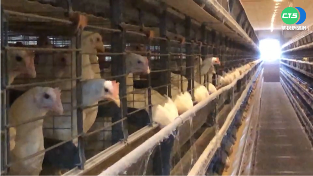 9大飼料廠一起漲! 酪農.雞農怒槓陳吉仲