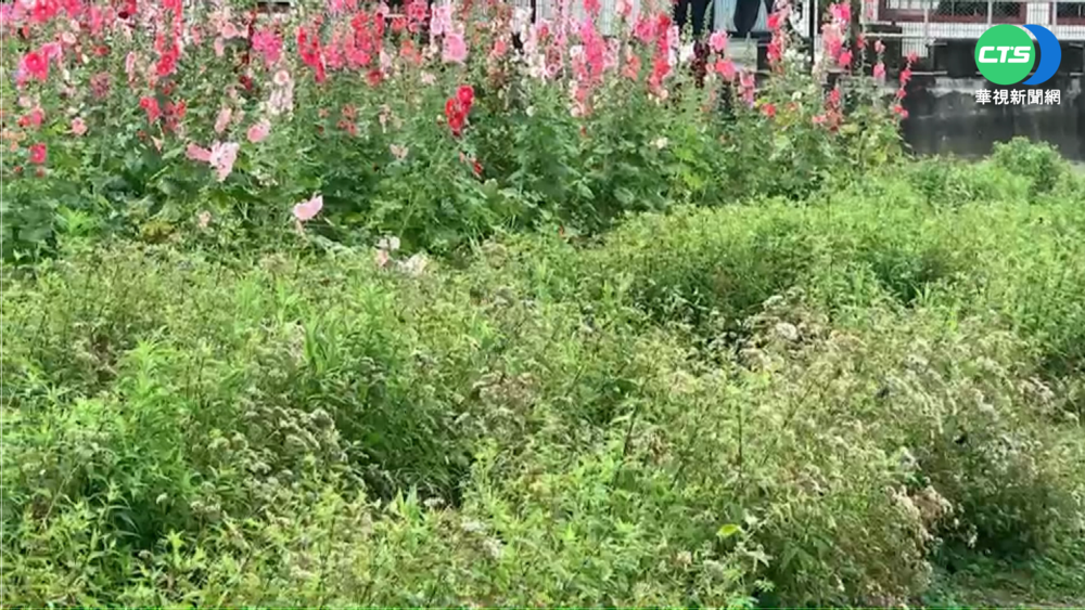 林內"紫斑蝶季"來了 估每分鐘逾250隻!