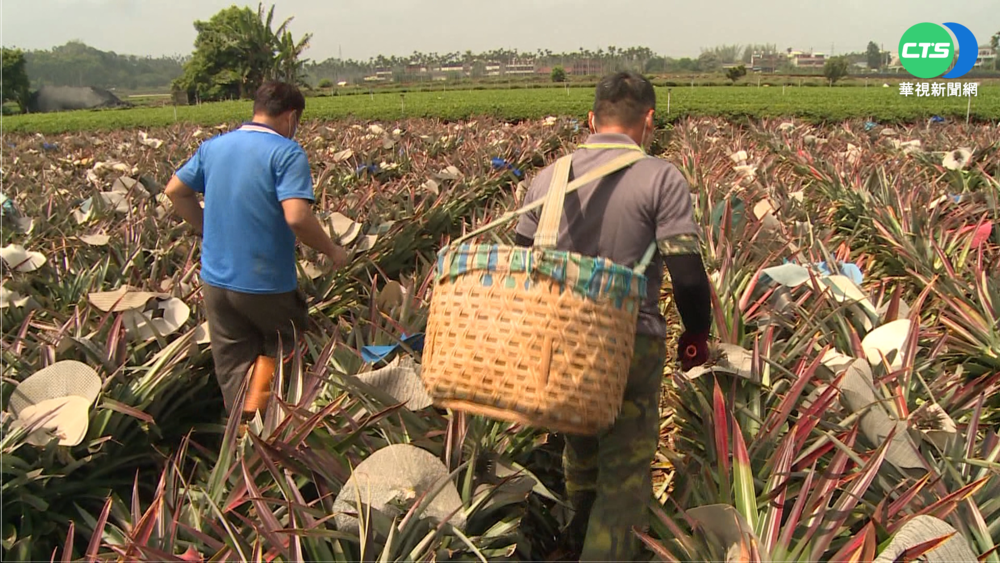 扛起一簍甜蜜 南投鳳梨農"肩背"職業傷害