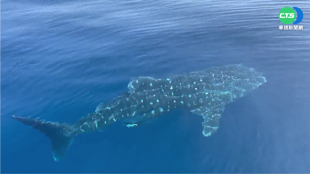 高雄南寮海釣遇稀客 5米豆腐鯊船邊繞圈圈