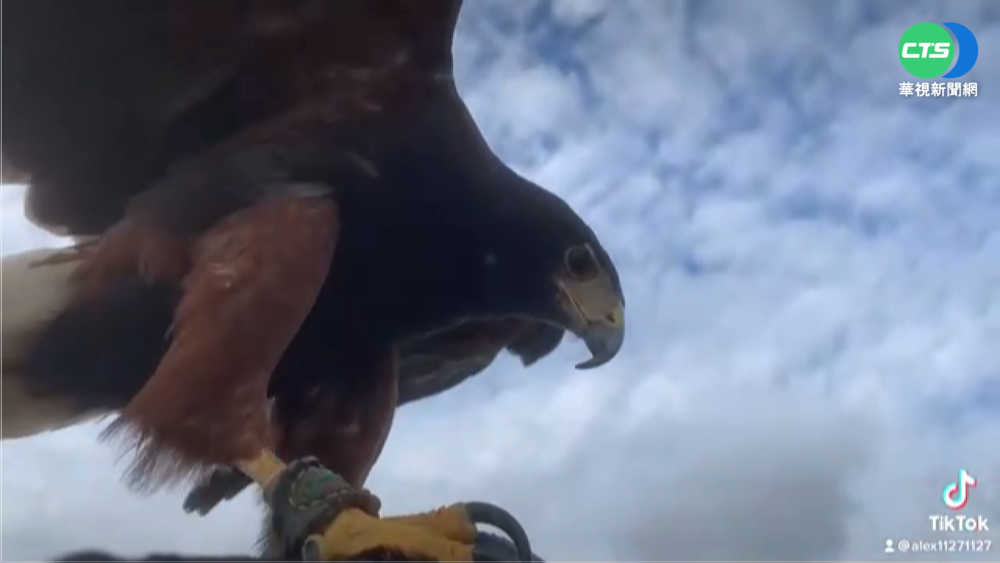 放飛惹禍?! 老鷹翱翔抓傷遊客 飼主挨告