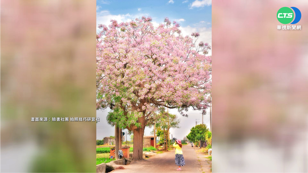真是照"騙"! 埤頭"粉紅苦楝樹"網路暴紅