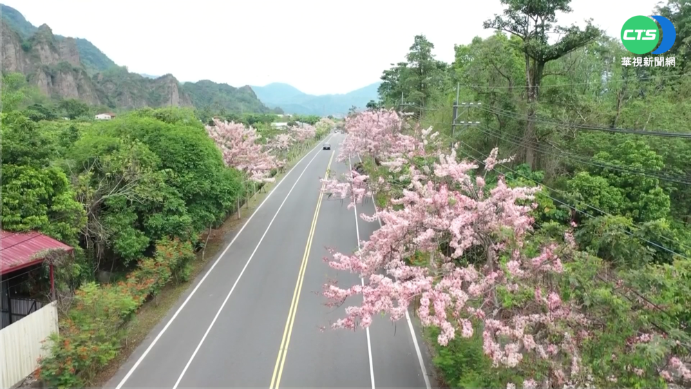 六龜花旗木花海步道 "粉色公路"美不勝收