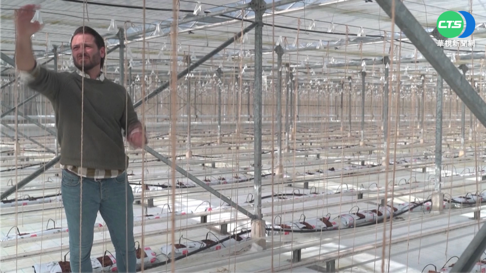 又是俄羅斯害的! 英國溫室"小黃瓜"難產