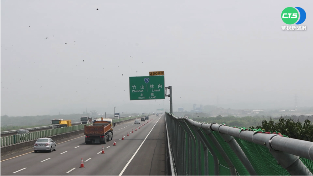 護送紫斑蝶"過境" 國3封閉外車道.路肩