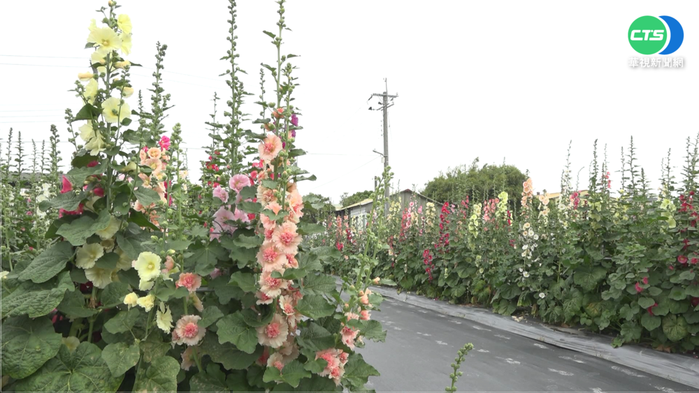 春暖花開"賞花趣" 萬紫千紅美不勝收