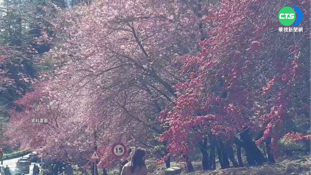 賞櫻收罰單! "速限30"輕踩油門就違規