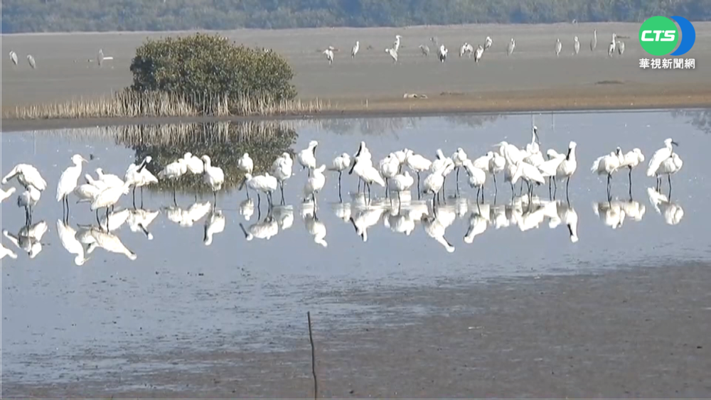 全球黑面琵鷺普查 台3824隻占62%新高