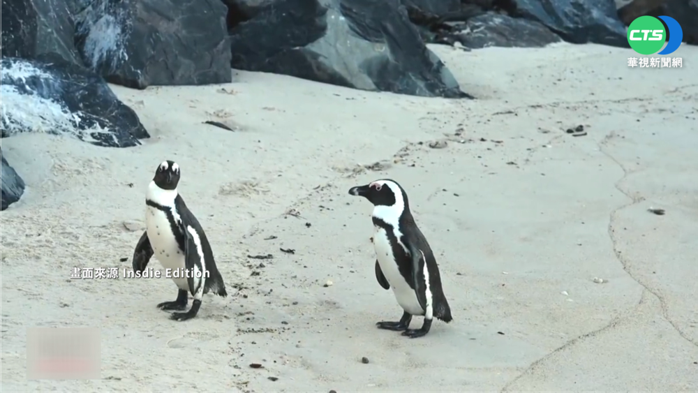 過度漁撈.環境污染 非洲"黑腳企鵝"銳減