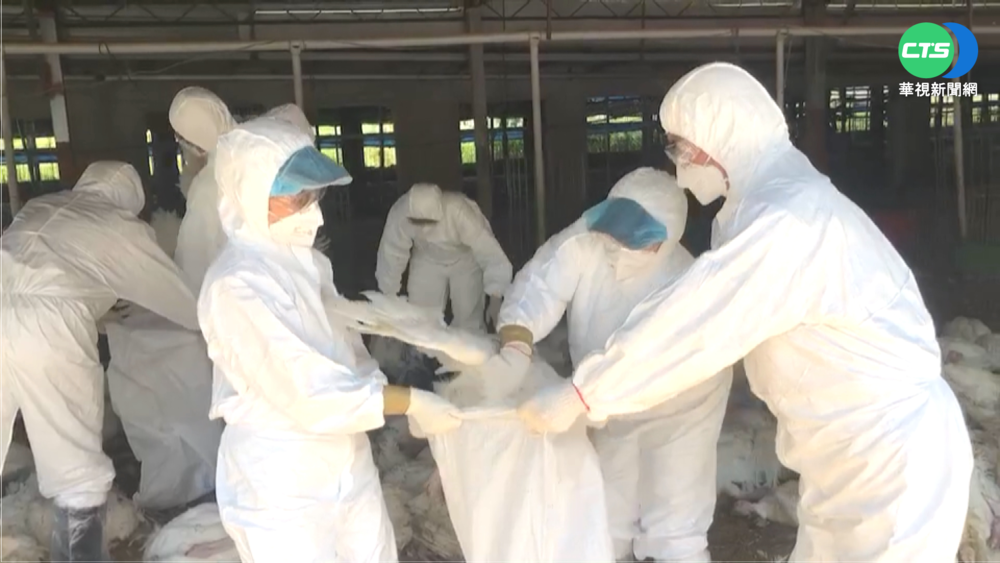 嘉義火雞場染新型禽流感 防檢局急撲殺