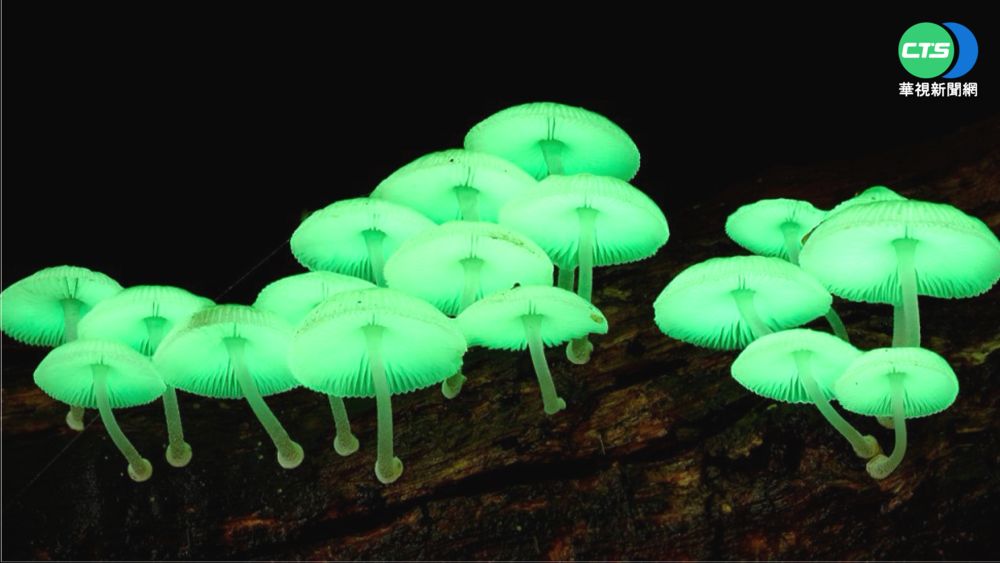罕見! 南投竹山驚見"螢光小菇"閃綠光