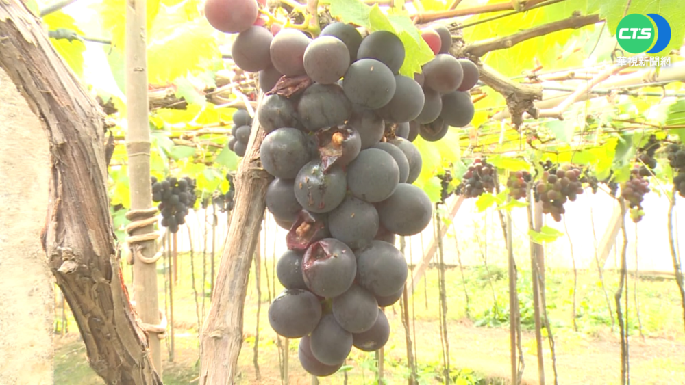 外來種"八哥"闖葡萄園 果農年損千萬